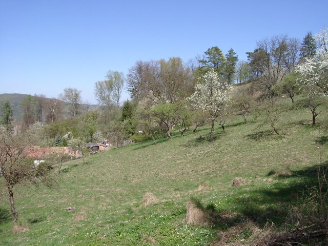 Obstgarten